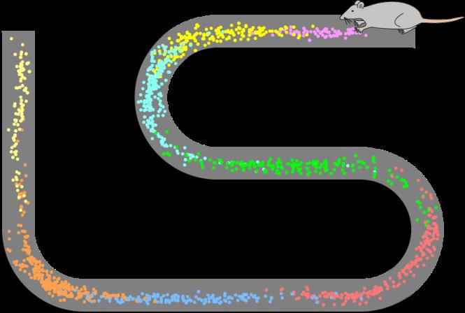 Εικόνα 21.1 Σχηματικό παράδειγμα χωρικά εξαρτώμενης δραστηριοποίησης των κυττάρων περιοχής του πεδίου CA1 του ιππόκαμπου ενός επίμυ ο οποίος διένυσε αμφίδρομα μία διαδρομή στο χώρο (https://en.