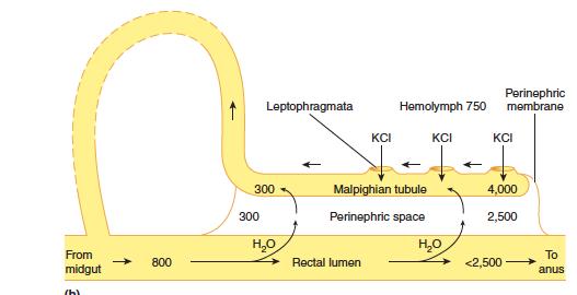 Ωσμωρύθμιση - Απέκκριση Σχηματισμός ούρων στα Μαλπιγγιανά σωληνάρια Απέκκριση στα ασπόνδυλα Ø Δεν βασίζεται στην πίεση της αιµολέµφου Ø Βασίζεται κύρια στην µεταφορά KCIΤ 1.