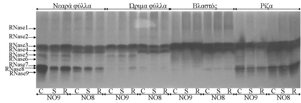 ισομορφών των RNασών, σημειώθηκαν διαφορές μεταξύ των κλώνων και των φυτικών ιστών ανάλογα με τη μεταχείριση. Σχήμα 1.2.2.6.7.α. Ηλεκτροφορητικός διαχωρισμός RNασών σε νεαρά και ώριμα φύλλα, βλαστούς και ρίζες από φυτά των κλώνων ΝΟ8 και ΝΟ9.