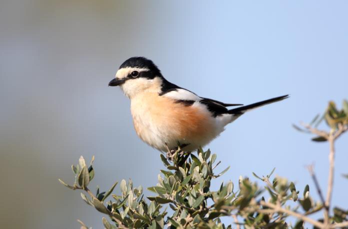 Η Δακκαννούρα Lanius nubicus είναι είδος προτεραιότητας για την ΕΕ για το οποίο η Κύπρος φιλοξενεί σημαντικό ποσοστό του πληθυσμού της Ευρώπης, γύρω στο 10%.