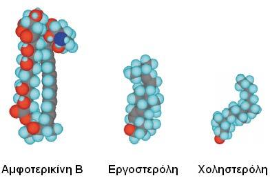 Διδακτορική διατριβή Εισαγωγή Μαρία Σαμαλίδου μεμβρανών, στην απώλεια κυτταρικών συστατικών και στον κυτταρικό θάνατο (Εικόνα 2.1.3).