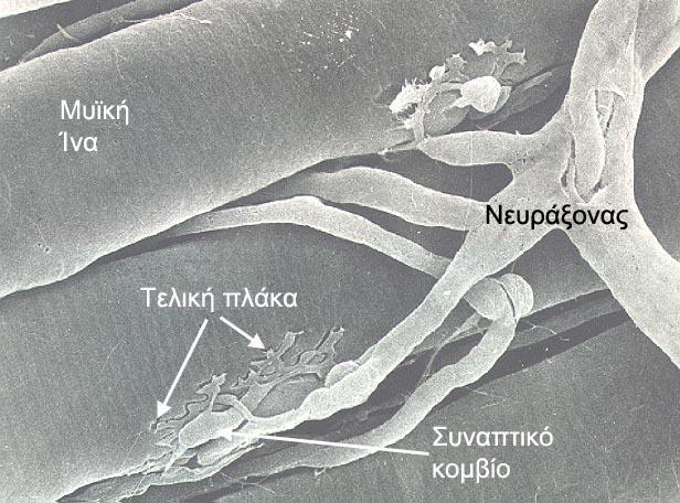 Νευρομυϊκή Σύναψη Η