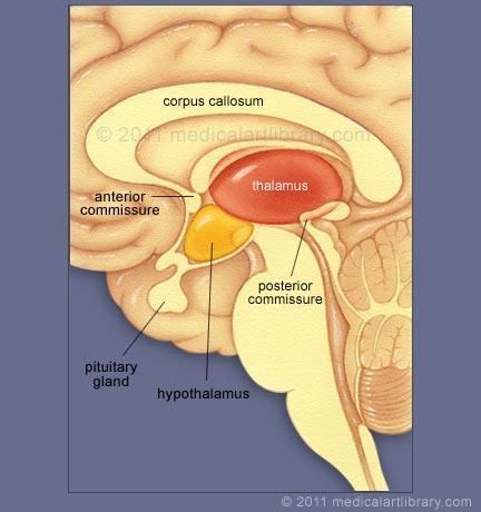 ΥΠΟΘΑΛΑΜΟΣ Μικροσκοπικό σύμπλεγμα πυρήνων νευρικών κυττάρων κάτω από τον θάλαμο (<1% εγκεφάλου). Τεράστια επίδραση στη φυσιολογίας του σώματος.