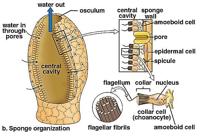 Ανατομία απλούστερης μορφής Σπόγγων