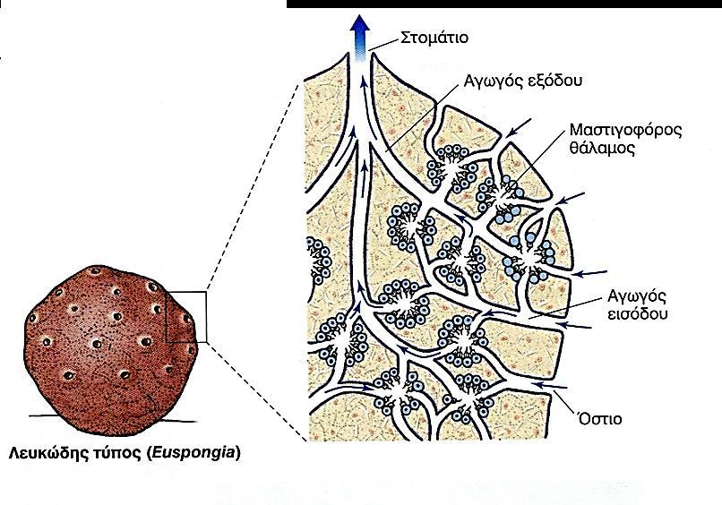 Εξέλιξη της μορφής των Σπόγγων Λευκώδης τύπος: