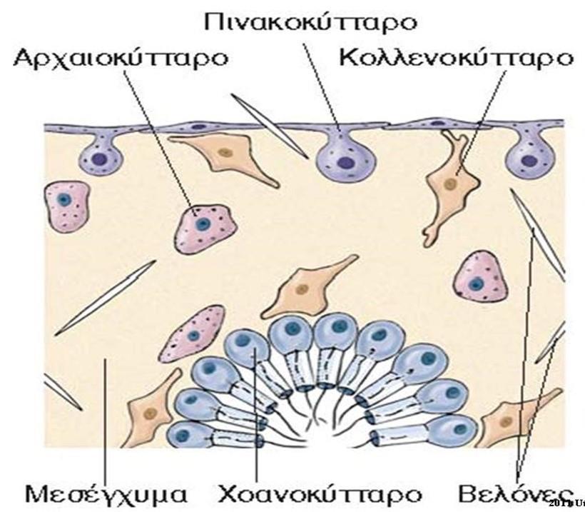 Τομή σε μικρό