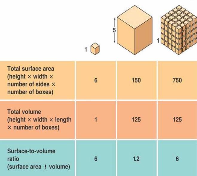Σχέση επιφάνειας προς όγκο Όσο μεγαλώνει το μέγεθος τόσο