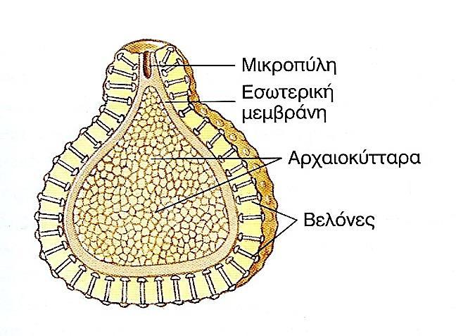 (Αποβλάστημα) Ενότητα