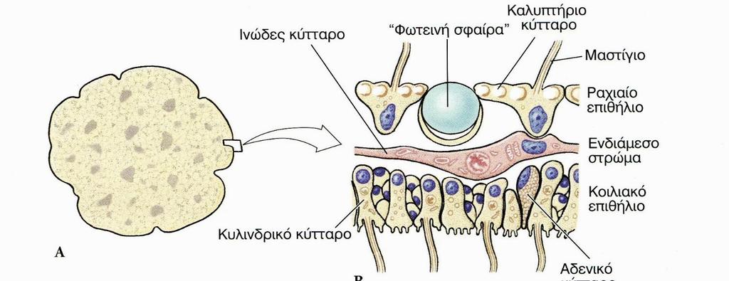 Φύλο Πλακόζωα 2/2 Τα Πλακόζωα αποτελούνται από ραχιαίο και κοιλιακό επιθήλιο, και μεταξύ τους υγρό και κάποια ινώδη κύτταρα.