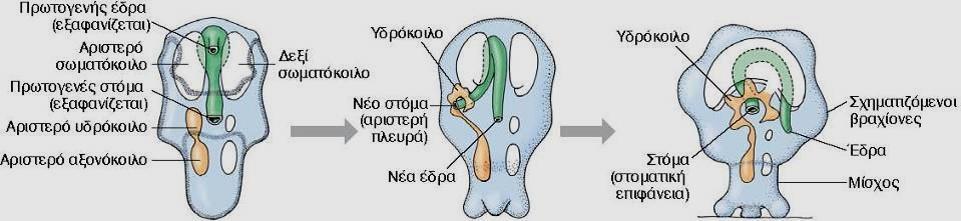 Προνύμφες αστερία και
