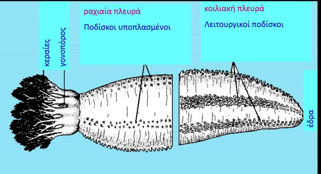 Εξωτερική μορφολογία ολοθουρίων 106 Ενότητα