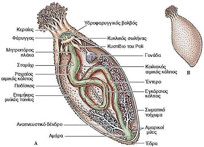 Εσωτερική οργάνωση ολοθουρίου Ενότητα 19.