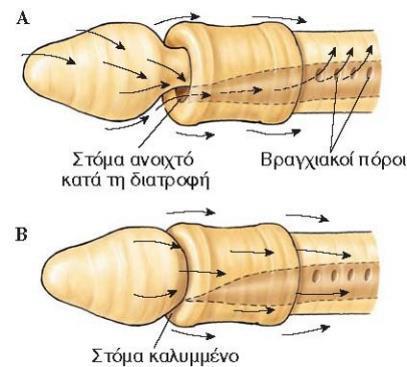 Χαιτόγναθα -