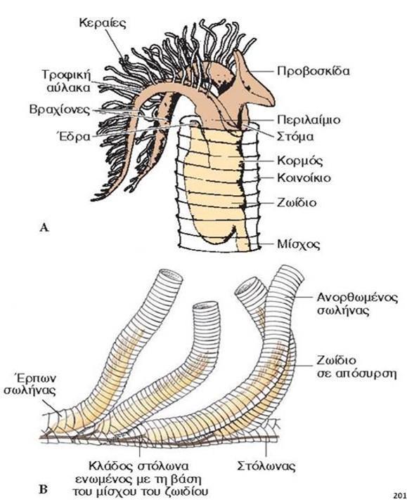 Ενότητα 19.