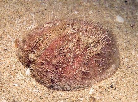Marthasterias