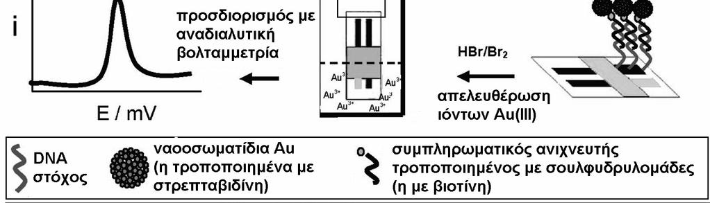 Βολταμμετρικοί βιοαισθητήρες DNA Βασίζονται στην ακινητοποίηση DNA μονήςέλικαςσεηλεκτρόδιο