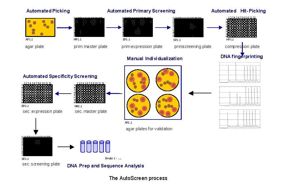 Σχήµα Α.7. Η διαδικασία Autoscreen (www.morphosys.com). Α.1.2.