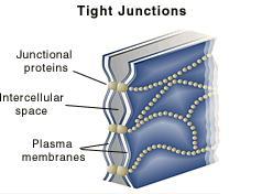 ΜΕΜΒΡΑΝΙΚΕΣ ΚΑΤΑΣΚΕΥΕΣ: TIGHT JUNCTIONS Σταματούν την ροή των υγρών μεταξύ των