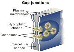 ΜΕΜΒΡΑΝΙΚΕΣ ΚΑΤΑΣΚΕΥΕΣ: ΧΑΣΜΟΣΥΝΔΕΣΜΟΙ Πόροι ταχείας και άμεσης επικοινωνίας μεταξύ