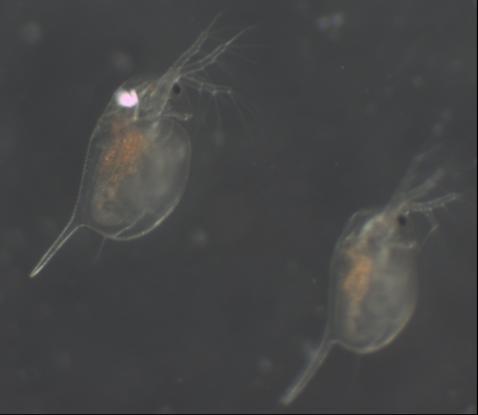 3.6.2.2 Δοκιμές τοξικότητας με τα καρκινοειδή Daphnia Τα είδη που χρησιμοποιούνται κυρίως είναι D. magna και D. Pulex.