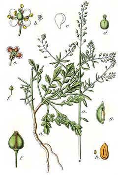 Περιγραφή φυτικών ειδών Lepidium sativum Βοτανικό όνομα: Lepidium sativum L.