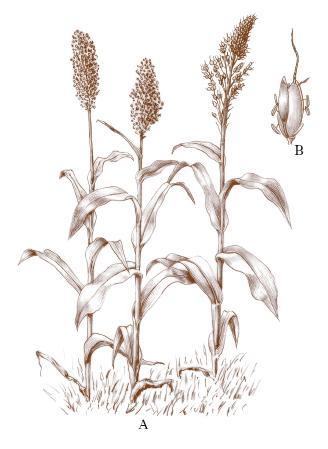 Sorghum saccharatum Βοτανικό όνομα: Sorghum saccharatum, L. Οικογένεια: Poaceae Κοινή ονομασία: Σόργο Είναι ένα θερμόφιλο φυτό, ανθεκτικό στην ξηρασία.