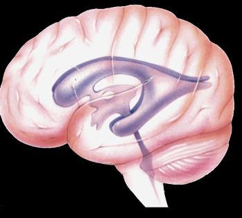 ventricular