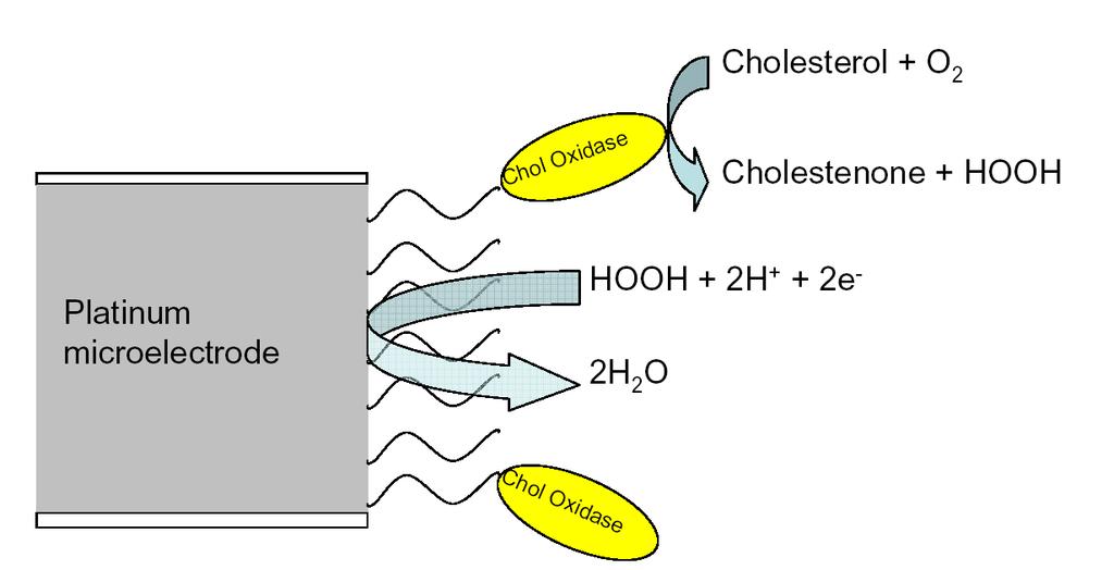 Αρχή προσδιορισμού Xoληστερόλης σε ενζυμικό