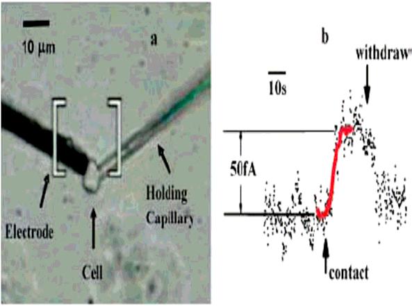Micrograph επαφής ηλεκτροδίου-κυττάρου