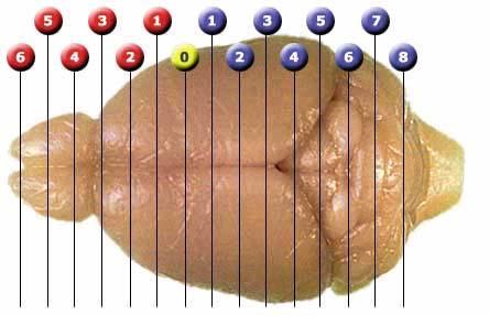 Μετρήσεις In vivo: έκκριση/πρόσληψη ντοπαμίνης στον εγκέφαλο