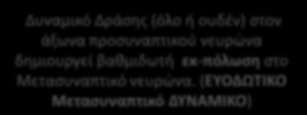 άξωνα προσυναπτικού νευρώνα δημιουργεί βαθμιδωτή εκ-πόλωση στο