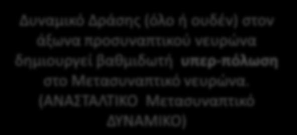 (ΕΥΟΔΩΤΙΚΟ Μετασυναπτικό ΔΥΝΑΜΙΚΟ) Χώρο- χρονική απαρτίωση Δυναμικό Δράσης