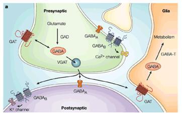Σύνθεση GABA Η σύνθεση του GABA γίνεται απο το ένζυμο GAD Γλυκόζη + Γλουταμικό οξύ GABA Για την σύνθεση του είναι απαραίτητος ως συμπαράγοντα (pyrodoxal phosphate) που