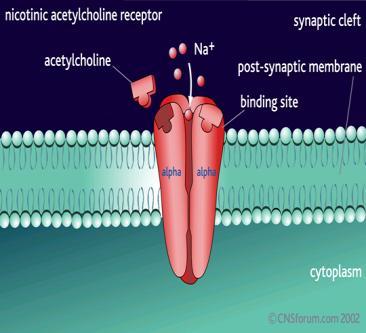 Υποδοχείς Ach Ιοντοτροπικός (Νικοτινικός) και Μεταβολοτροπικοί (Μουσκαρινικοί 1-5) Οι Νικοτινικοί υποδοχείς εκφράζονται κυρίως στην