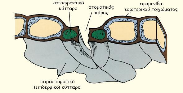 Ικανότητα αντιστρεπτής