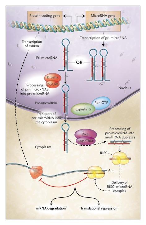 Τα micro-rnas