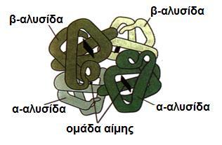 γ) Οι πρωτεϊνικές αλυσίδες της αιμοσφαιρίνης είναι τεσσάρων ειδών και χαρακτηρίζονται με τα γράμματα α, β, γ, δ.