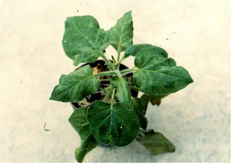 Διάγνωση του CMV (2) Χαρακτηριστικές τοπικές Φυτοδείκτης Nicotiana