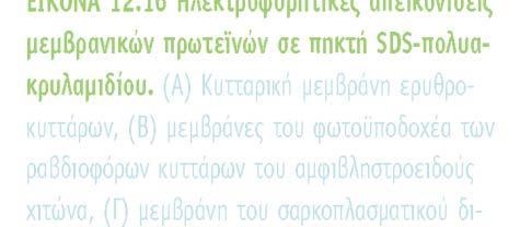 μεμβράνες διαφέρουν σημαντικά και ως προς την ταυτότητα των πρωτεϊνών που περιέχουν.