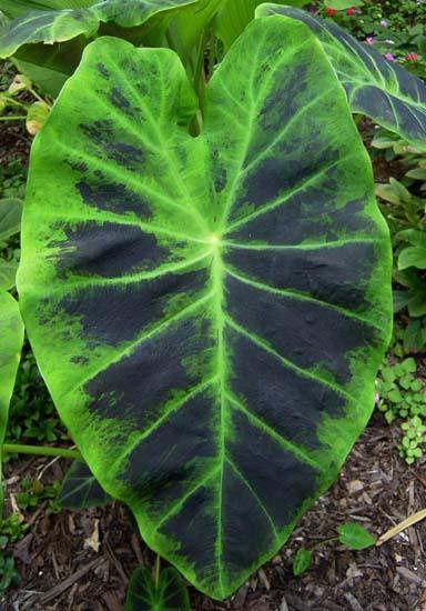 Α Β Εικόνα 4.2. Α) Εικόνα του φύλου του φυτού colocasia esculenta.