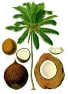 Cocos Nucifera 1/2 6 Cocos Nucifera 2/2 7 Κάθε κοκοφοίνικας παράγει 50 70 καρπούς το χρόνο.