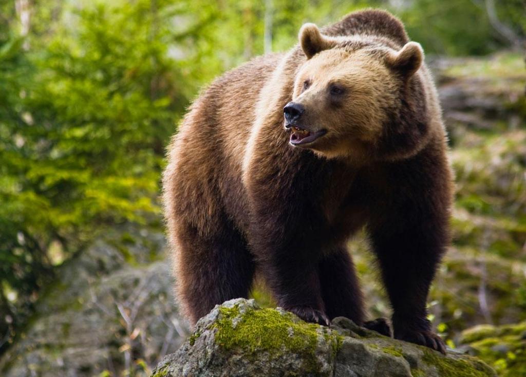 ΑΡΚΟΥΔΑ Η καφέ αρκούδα ή φαιά αρκούδα ή κοινή αρκούδα είναι παμφάγο θηλαστικό ζώο, που μπορεί να φτάσει σε μάζα από 170 μέχρι 300 κιλά.