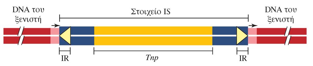 Η ανατομία ενός μεταθετού στοιχείου Βασικές αρχές Μοριακής Βιολογίας, Burton E.