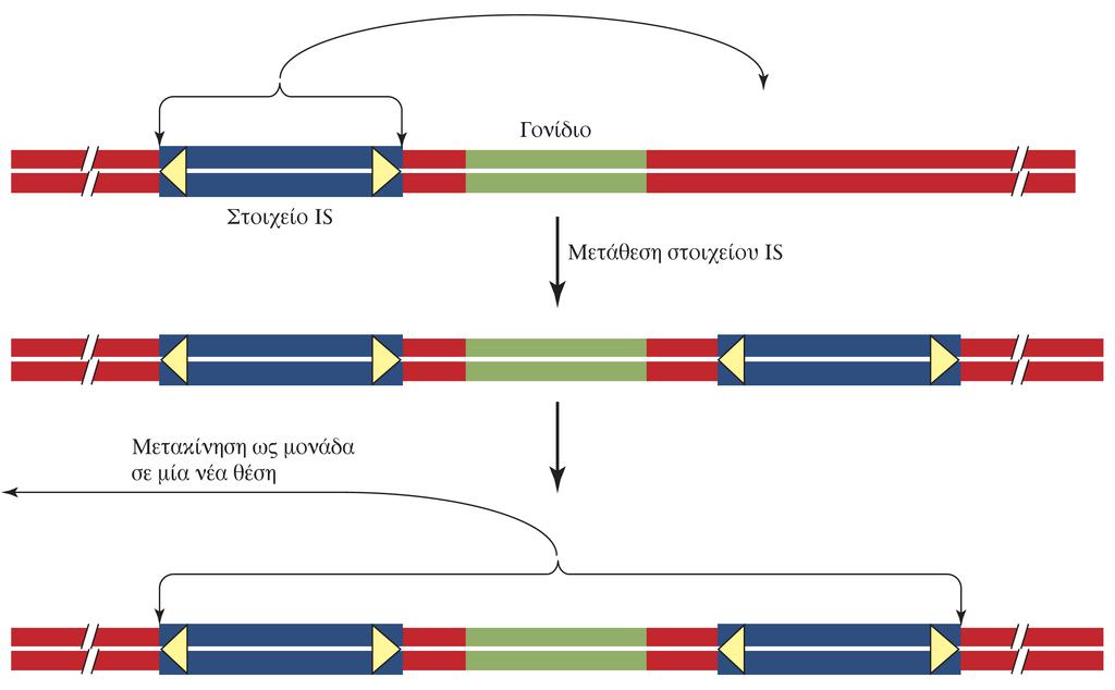 Γονιδιακή κινητοποίηση από σύνθετα τρανσποζόνια Βασικές αρχές Μοριακής