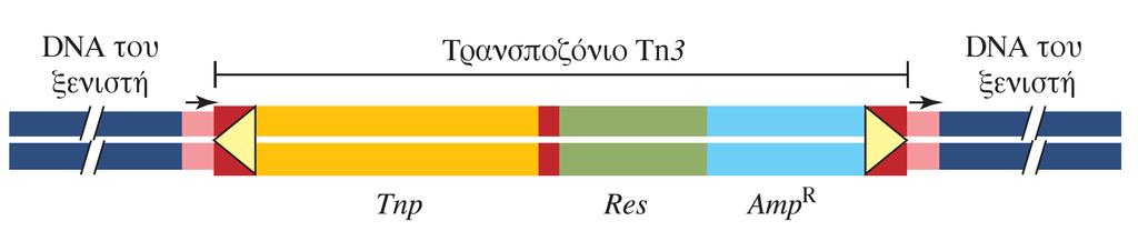 Μηχανισμός μετάθεσης του απλού