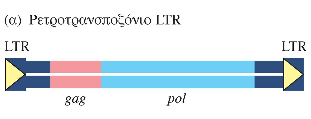 στοιχείο του αντιρρίνου [σκυλάκι]) Βασικές αρχές Μοριακής Βιολογίας,