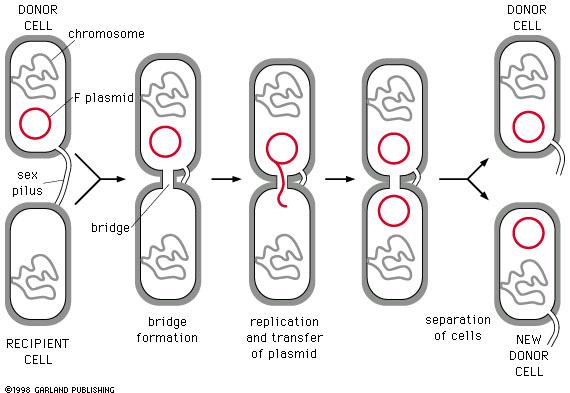 Τα στάδια της βακτηριακής σύζευξης ΚΥΤΤΑΡΟ ΔΟΤΗΣ χρωμόσωμα ΚΥΤΤΑΡΟ ΔΟΤΗΣ Πλασμίδιο F Φυλετικό ινίδιο γέφυρα