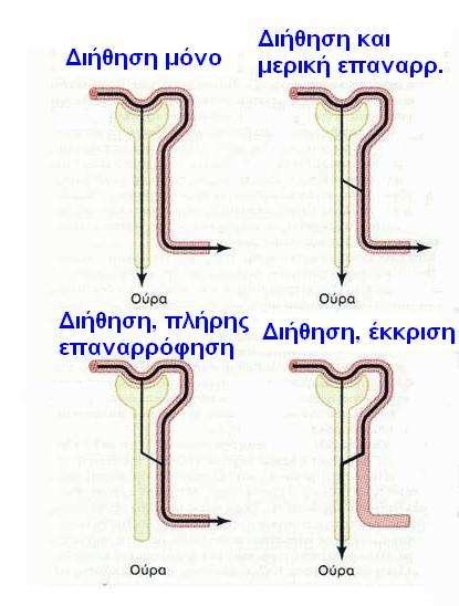 ασβεστίου και τα λιπαρά οξέα συνδέονται με λευκώματα Φάρμακα και