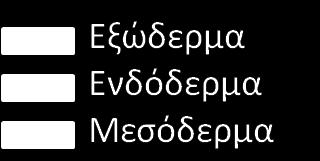 (πρωτογενή κοιλότητα βλαστοκοίλωμα), όχι δευτερογενή που