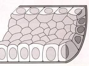 1 Καλυπτήριο επιθήλιο Λειτουργεί